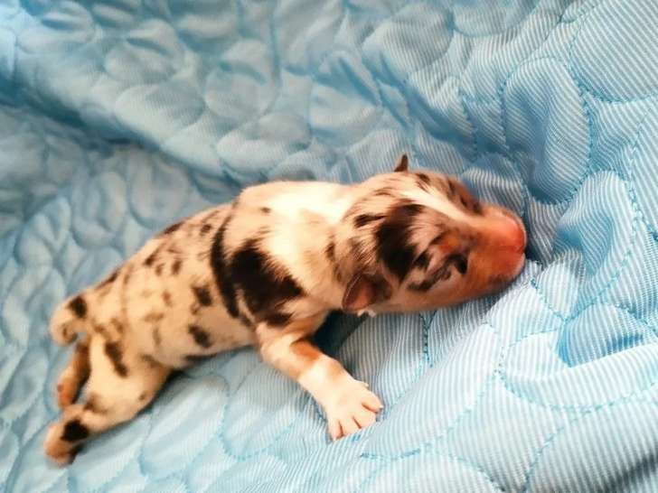 Des chiots Bergers Australiens LOF à réserver