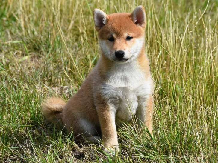 2 chiots femelles Shiba Inu au pelage roux LOF disponibles à l’achat