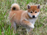 2 chiots femelles Shiba Inu au pelage roux LOF disponibles &agrave; l&rsquo;achat