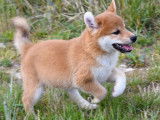 2 chiots femelles Shiba Inu au pelage roux LOF disponibles &agrave; l&rsquo;achat