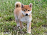 2 chiots femelles Shiba Inu au pelage roux LOF disponibles &agrave; l&rsquo;achat
