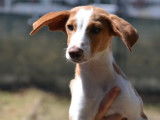 À adopter d’urgence : Tina, chiot femelle Podenco de 4 mois