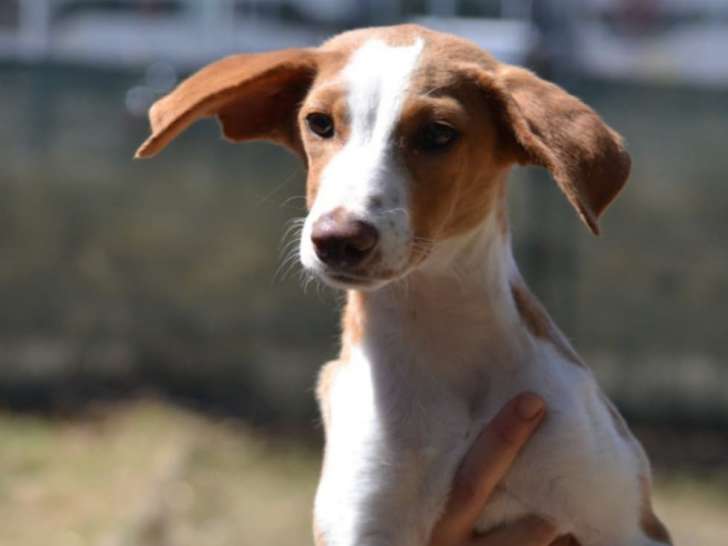 À adopter d’urgence : Tina, chiot femelle Podenco de 4 mois