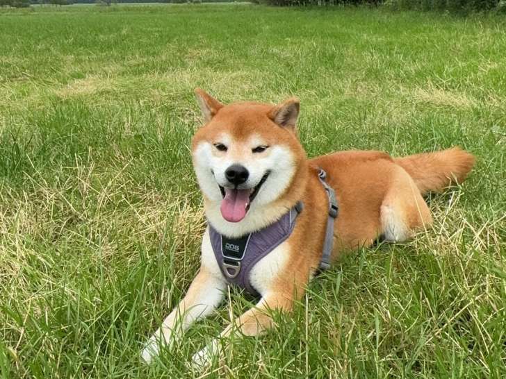 Mâle Shiba Inu disponible pour saillie