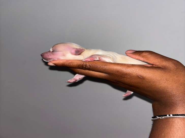 Chiot mâle crème avec tache blanche sur le front