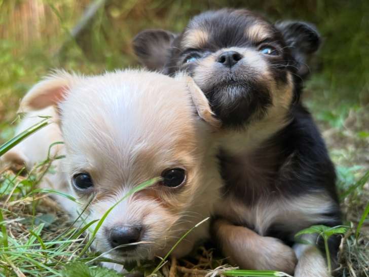 Portée de Chihuahuas