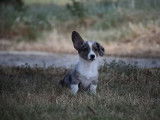 Des chiots Welsh Corgi Cardigan disponibles à l’achat (LOF)