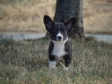 Des chiots Welsh Corgi Cardigan disponibles à l’achat (LOF)