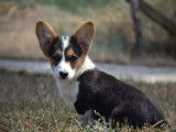 Des chiots Welsh Corgi Cardigan disponibles à l’achat (LOF)
