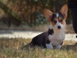 Des chiots Welsh Corgi Cardigan disponibles à l’achat (LOF)