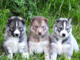 Des chiots Husky Sibérien à vendre (LOF)