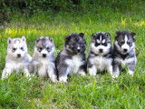 Des chiots Husky Sibérien à vendre (LOF)