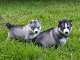 Des chiots Husky Sibérien à vendre (LOF)