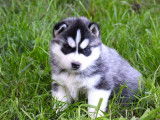 Des chiots Husky Sibérien à vendre (LOF)