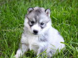 Des chiots Husky Sibérien à vendre (LOF)
