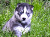 Des chiots Husky Sibérien à vendre (LOF)
