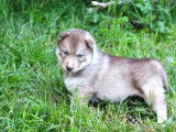 Des chiots Husky Sibérien à vendre (LOF)