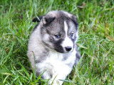 Des chiots Husky Sibérien à vendre (LOF)