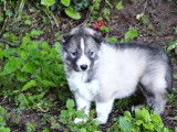 Des chiots Husky Sibérien à vendre (LOF)