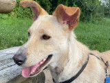 Jackpot, chiot Podenco à adopter en association