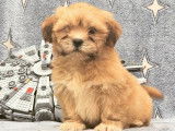 À vendre des chiots Lhassa Apso (LOF)