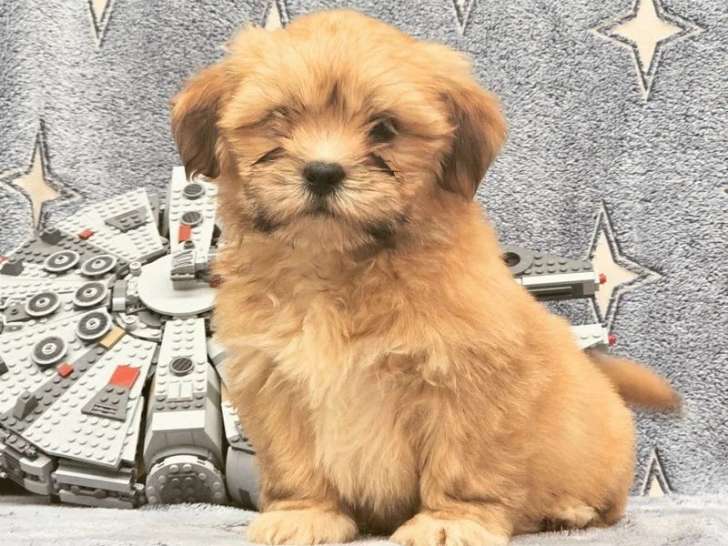 À vendre des chiots Lhassa Apso (LOF)