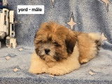 À vendre des chiots Lhassa Apso (LOF)