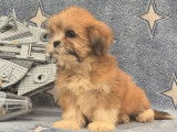 À vendre des chiots Lhassa Apso (LOF)