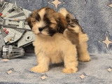 À vendre des chiots Lhassa Apso (LOF)
