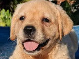 6 chiots Labrador Retrievers sable disponibles à la réservation (LOF)