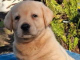 6 chiots Labrador Retrievers sable disponibles à la réservation (LOF)