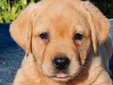 6 chiots Labrador Retrievers sable disponibles à la réservation (LOF)