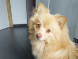 Superbe Spitz Allemand sable aux yeux verts disponible pour saillie