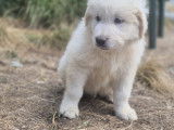 Chiots Montagne des Pyrénées blanc à vendre