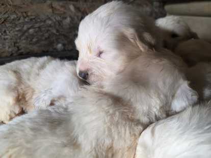 Chiots Montagne des Pyr&eacute;n&eacute;es blanc &agrave; vendre