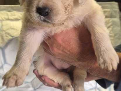 Chiots Montagne des Pyr&eacute;n&eacute;es blanc &agrave; vendre