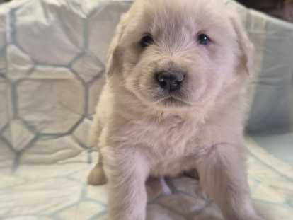 Chiots Montagne des Pyrénées blanc à vendre