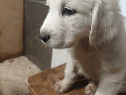 Chiots Montagne des Pyrénées blanc à vendre