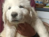 Chiots Montagne des Pyrénées blanc à vendre