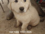 Chiots Montagne des Pyrénées blanc à vendre
