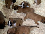 8 chiots Boxers LOF disponibles à la réservation