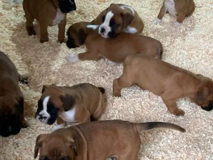 8 chiots Boxers LOF disponibles à la réservation