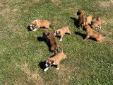 8 chiots Boxers LOF disponibles à la réservation