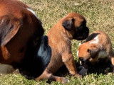 8 chiots Boxers LOF disponibles à la réservation