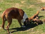 8 chiots Boxers LOF disponibles à la réservation