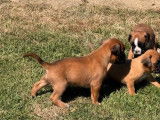 8 chiots Boxers LOF disponibles à la réservation
