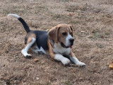 À vendre un chiot mâle Beagle tricolore (LOF)