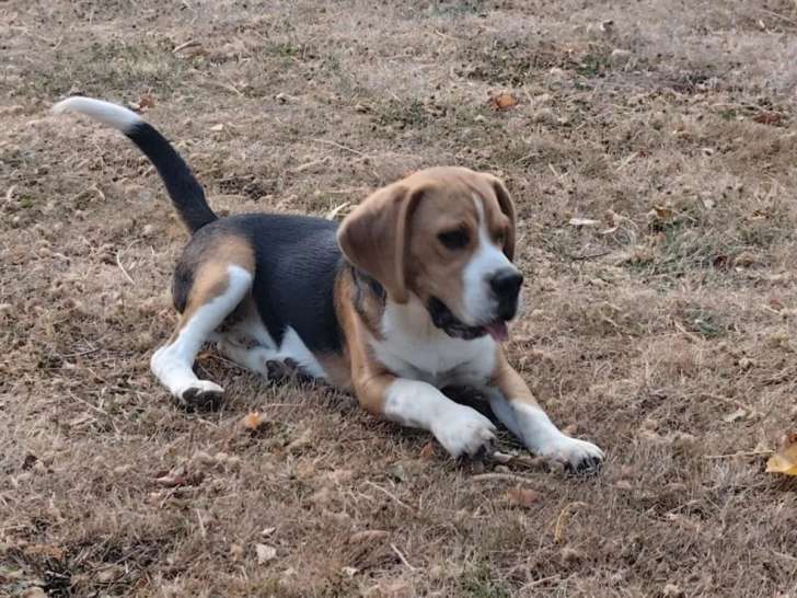 À vendre un chiot mâle Beagle tricolore (LOF)