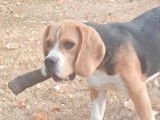 À vendre un chiot mâle Beagle tricolore (LOF)
