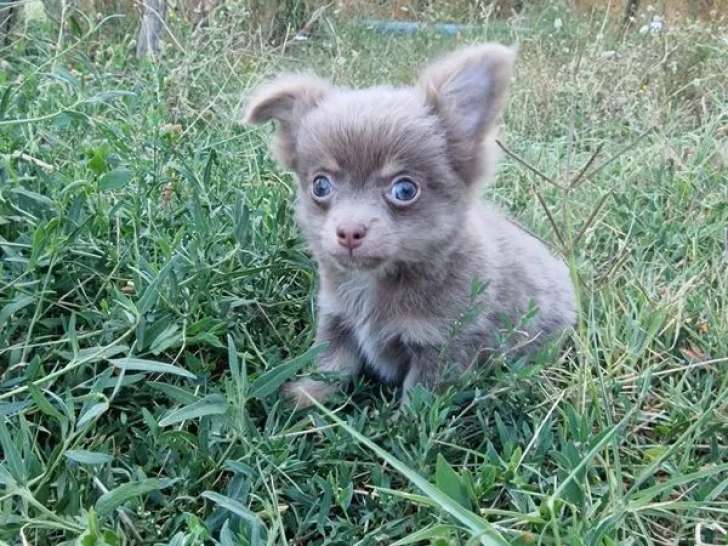 Un chiot mâle Beauceron noir et feu non LOF à acheter
